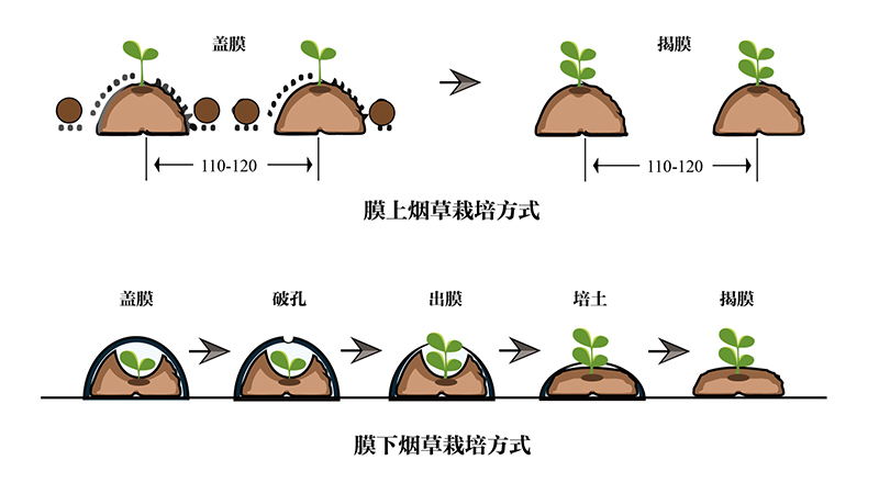 农地膜：农业生产的得力助手